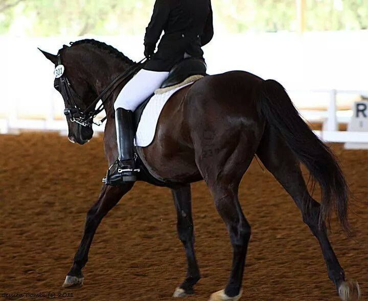 SDCTA Suncoast Dressage Fest l & ll