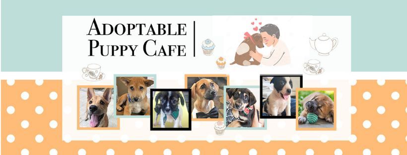 The Adoptable Puppy Cafe