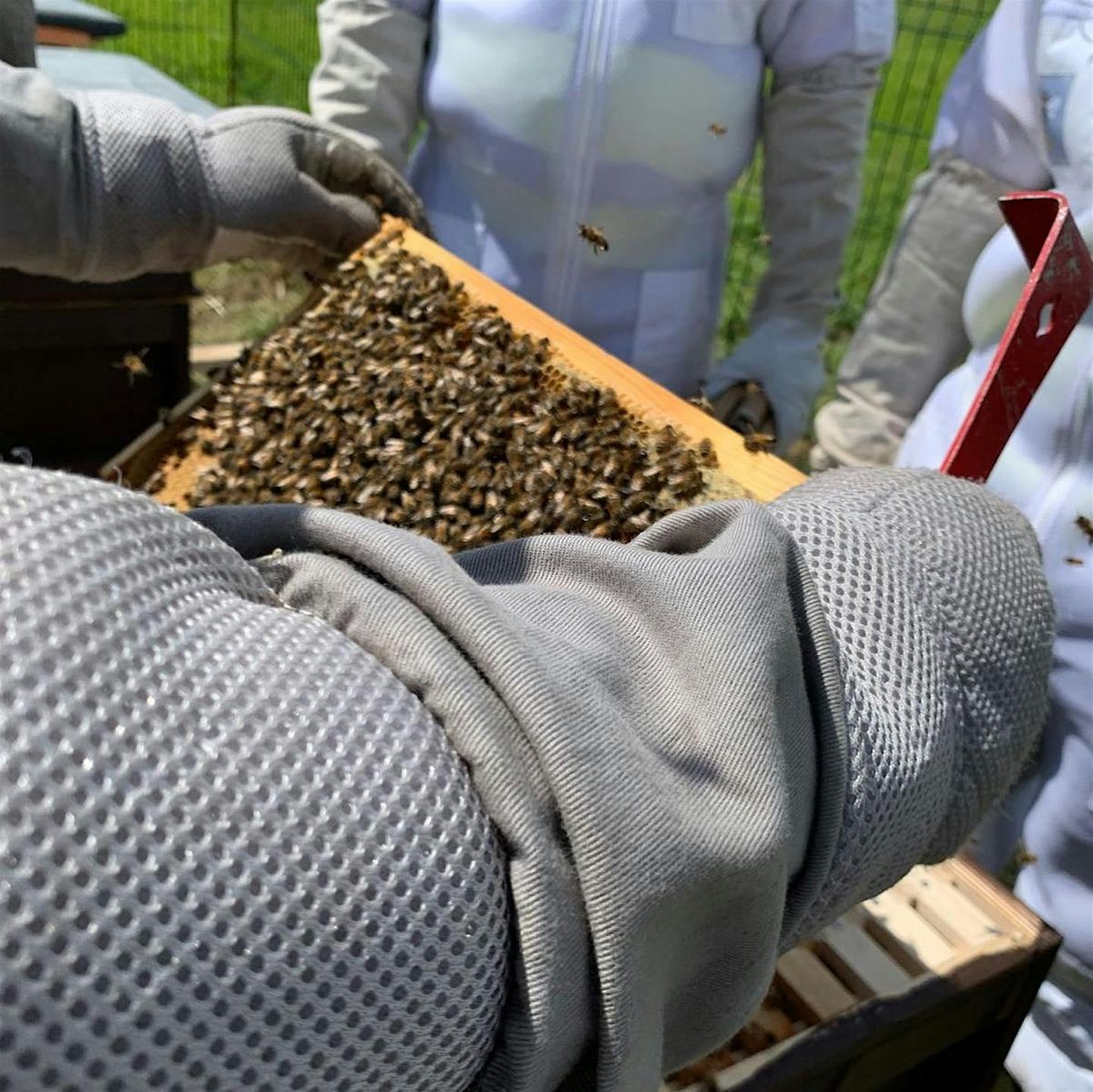 Beekeeping for Beginners