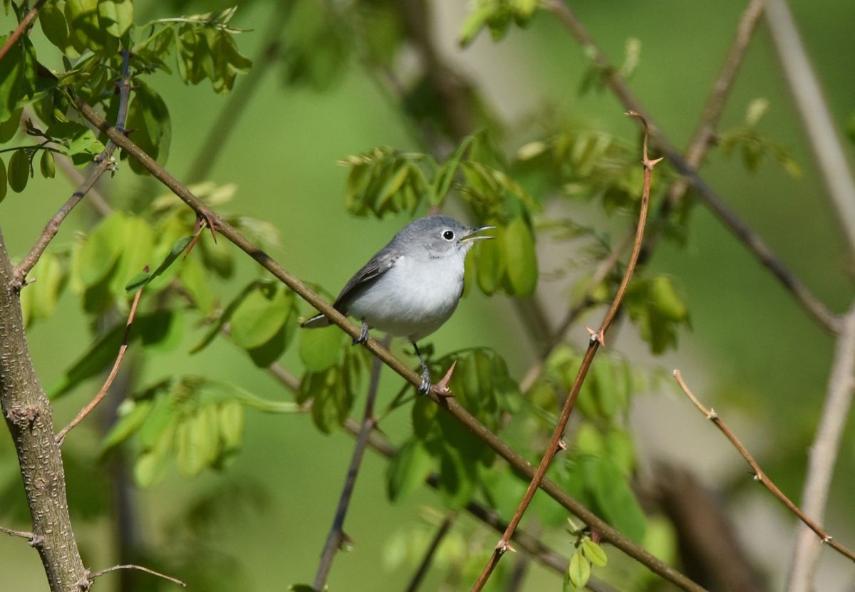 Saving Birds: Ecology and Conservation in a Changing Environment