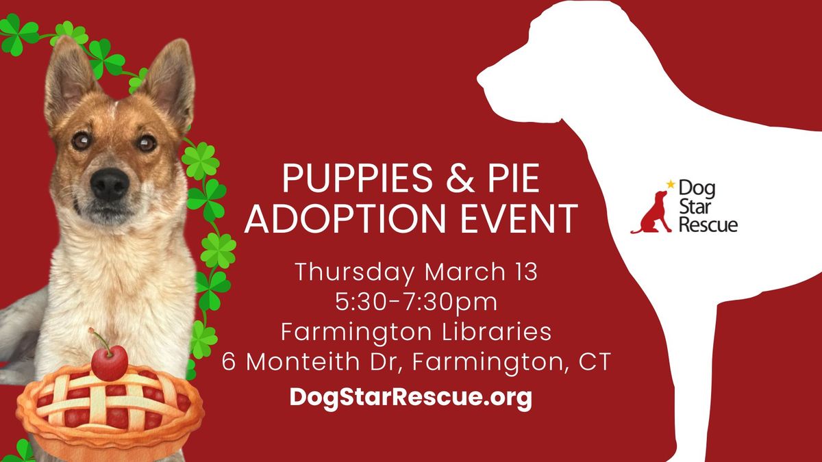 Adopt a Rescue Dog in Farmington CT