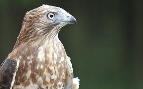 Bird of Prey Training Session