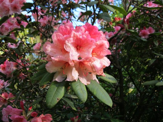 Nanaimo Rhododendron Club Meeting