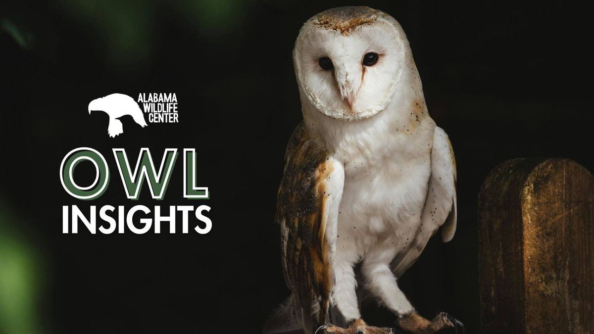 Owl Insights: Meet & Greet