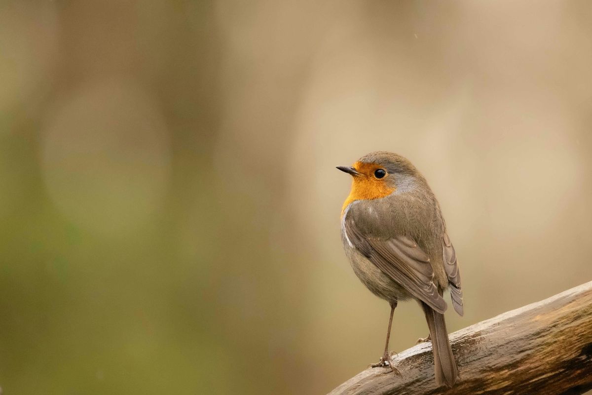 Balade nature sur les traces des oiseaux