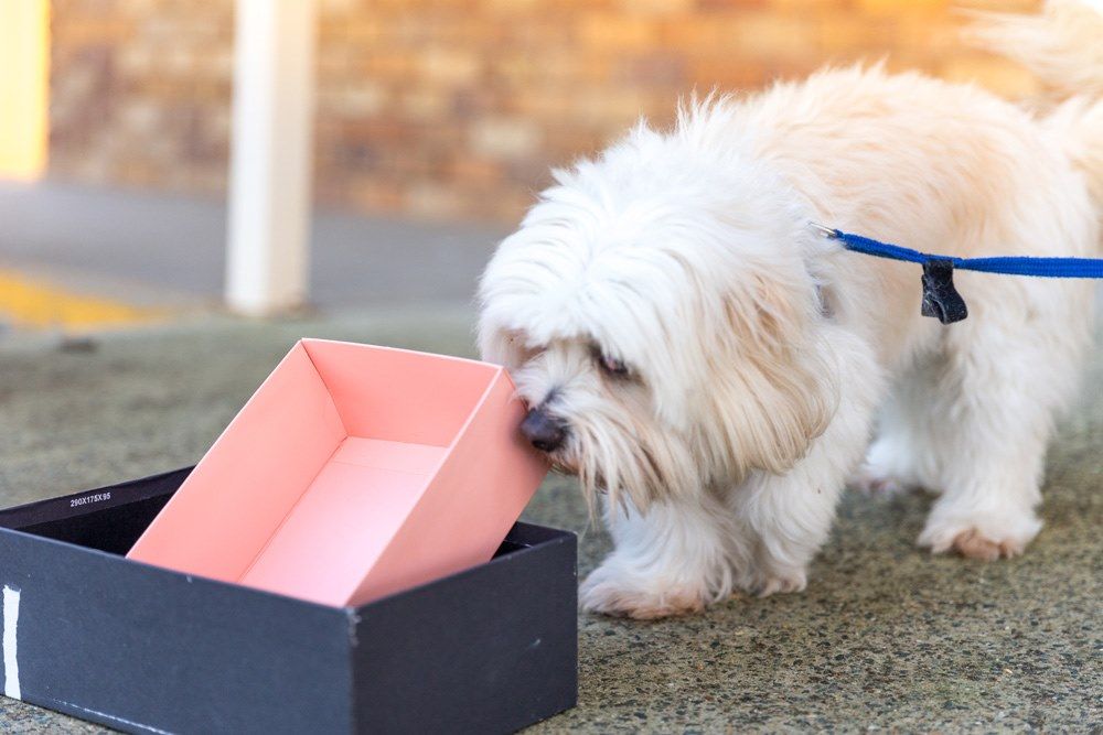 Nosework Taster Class - Burpengary East