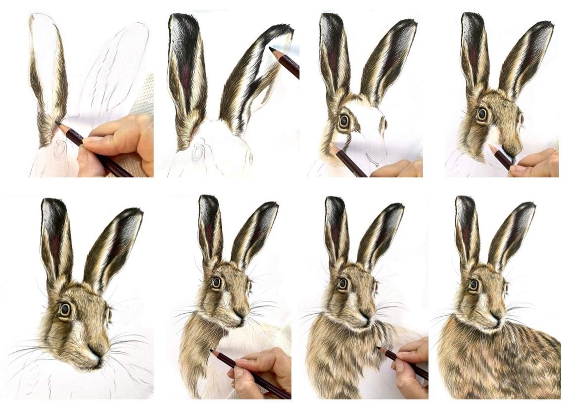 Learn to Draw with Sophie Bliss Kilpatrick- The Hare