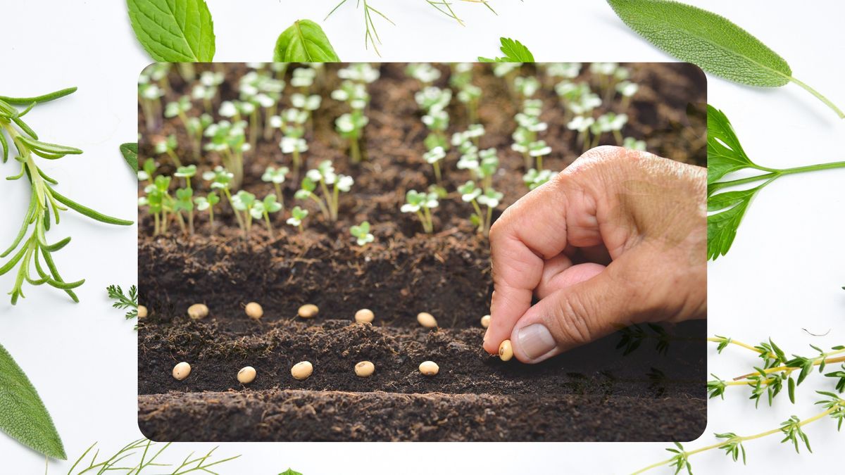 Medicinal Herb Seed Starting