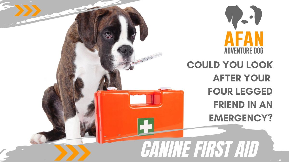 Canine First Aid