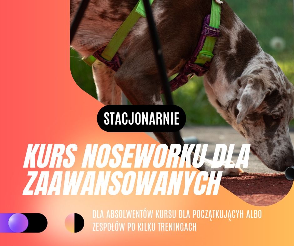 Listopadowy kurs noseworku dla zaawansowanych