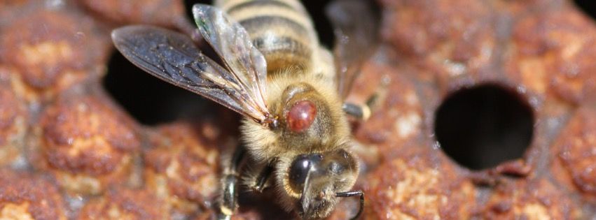 November CO-Beekeepers Mtg - The Good, the Bad, and the Varroa