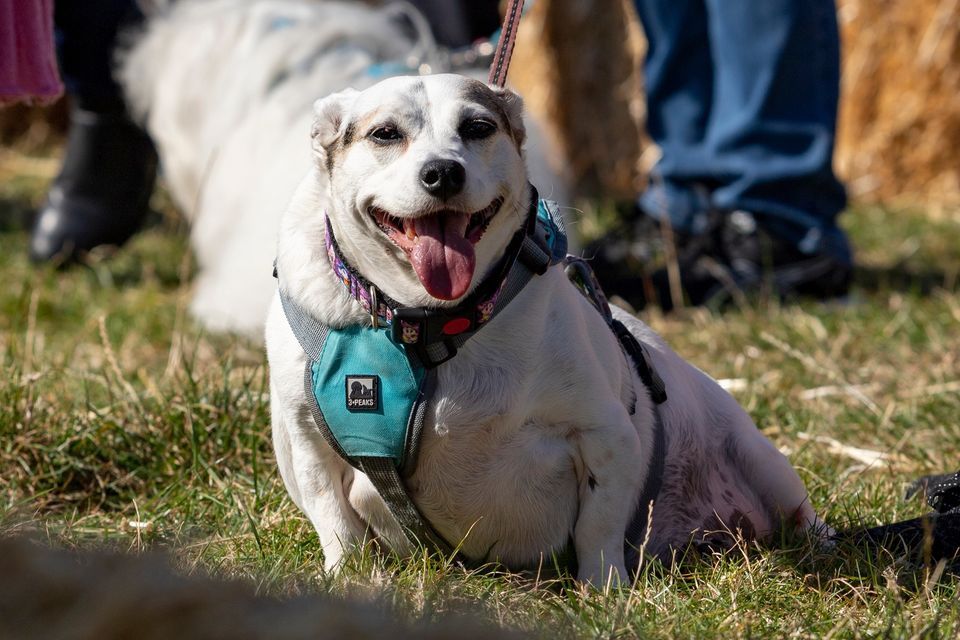 Dog First Aid Training