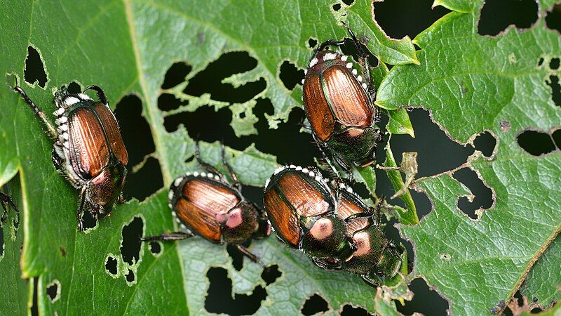 Library Lecture: What's Bugging You in the Garden