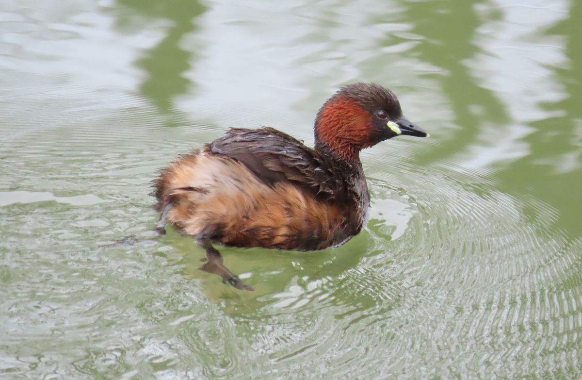 Maandelijkse Vogeltelling - Brialmontpark