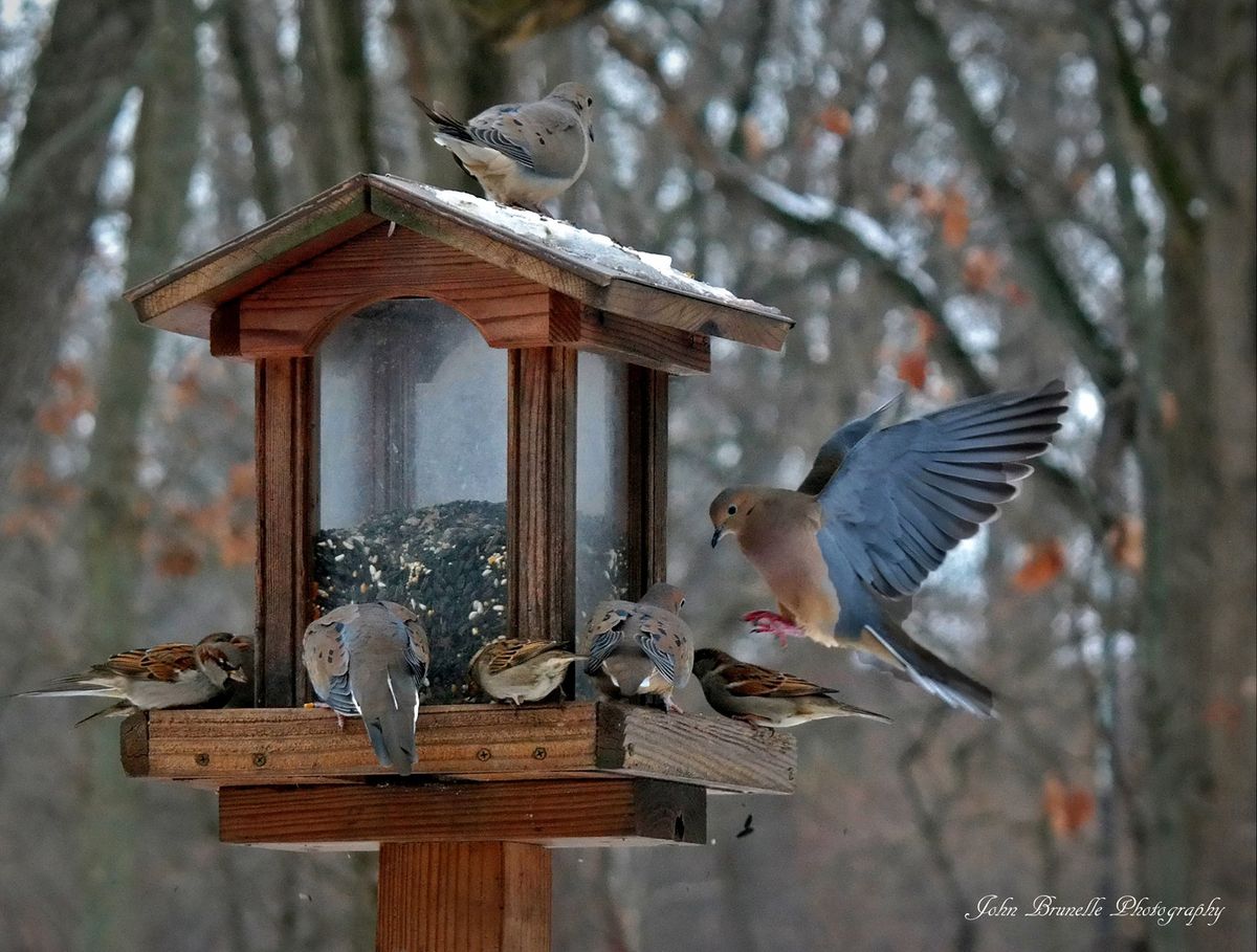 Build a Birdhouse @ Sand Ridge Nature Center