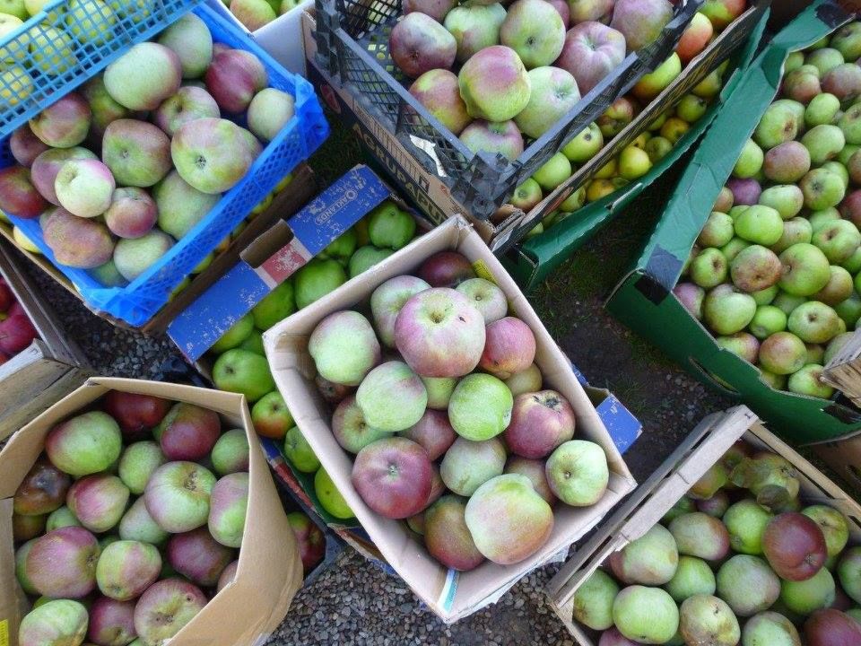 Apple Pressing, Worcester Cathedral Ecofair