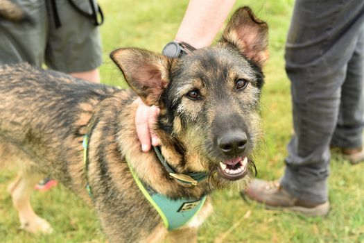 Dog Show (Church Knowle)