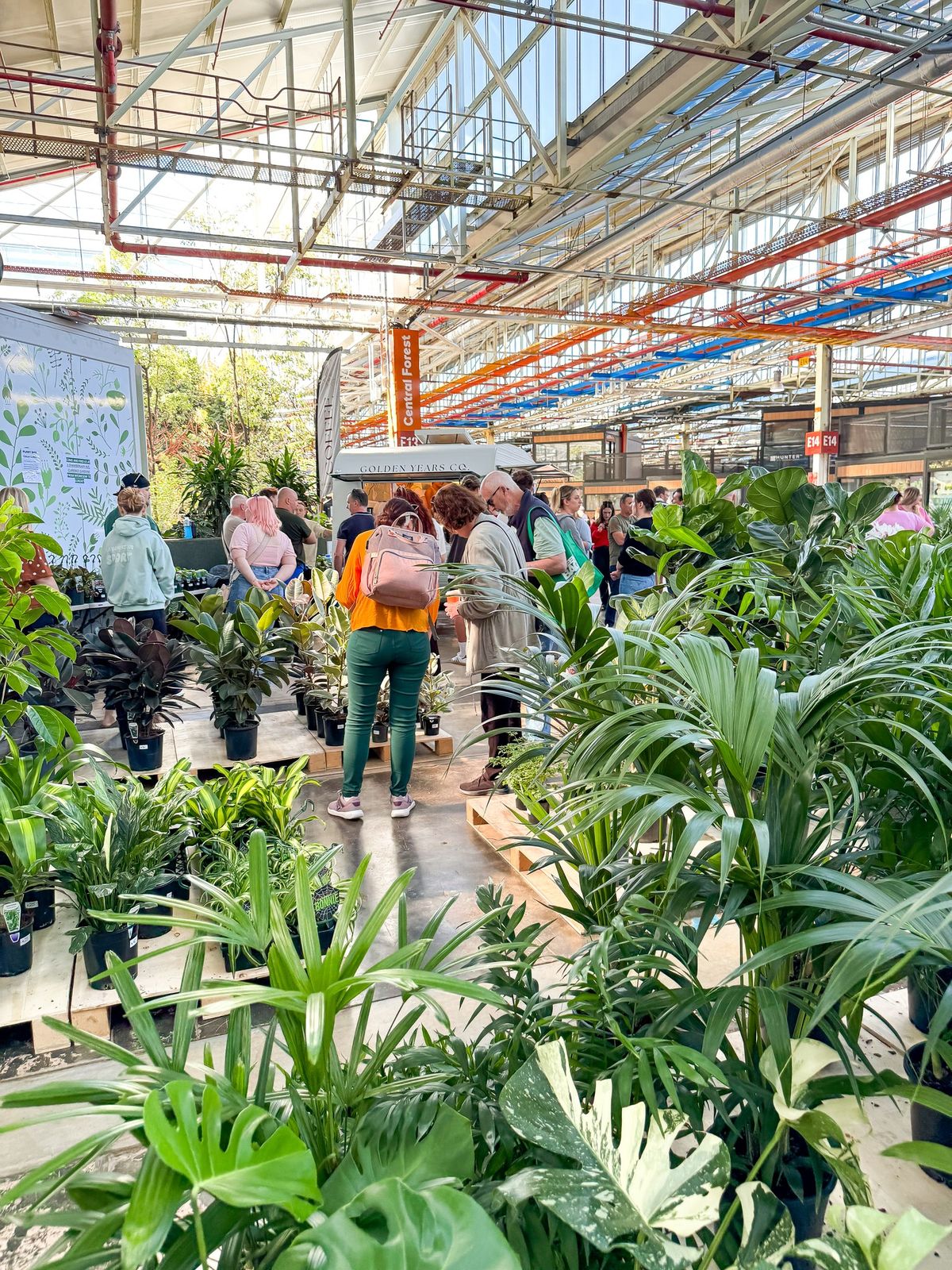 HUGE Indoor Plant Sale at Sunday Funday Markets