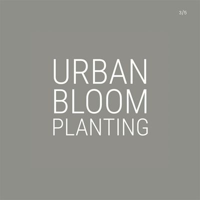 Urban Bloom Planting