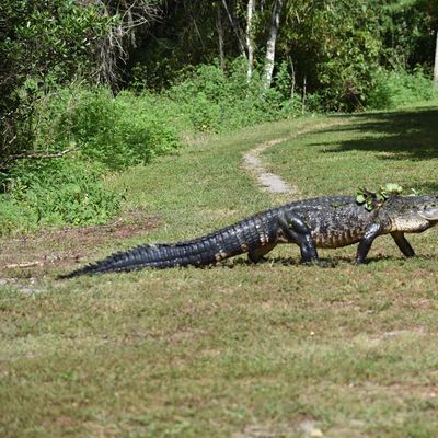 A.R.M. Loxahatchee National Wildlife Refuge