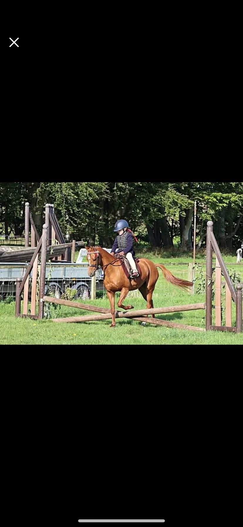 Working Hunter and Showing Show, with Novelty Classes