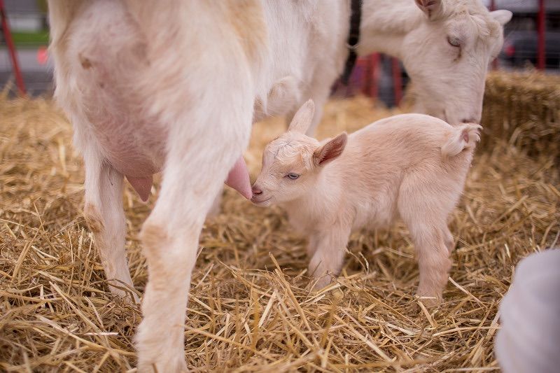 Mother's Day Weekend at Kelkenberg Farm