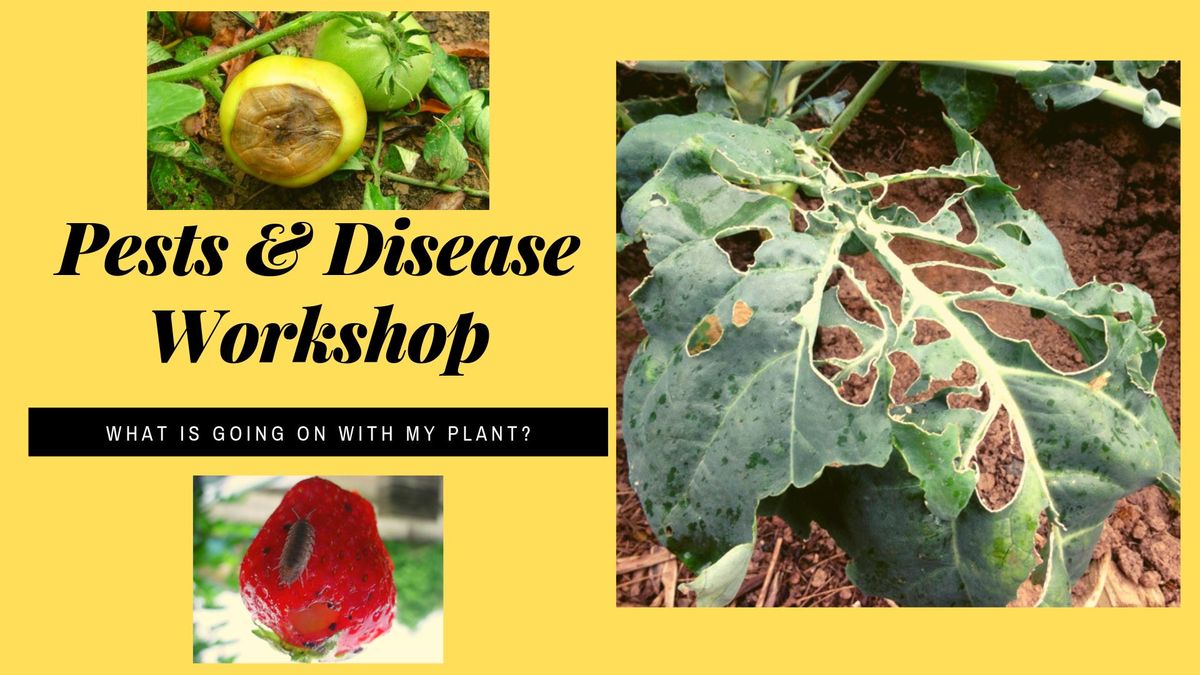 Pests & Disease Workshop