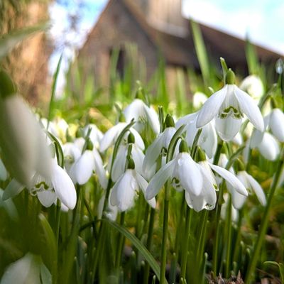 Churchyard Biodiversity and Heritage Project