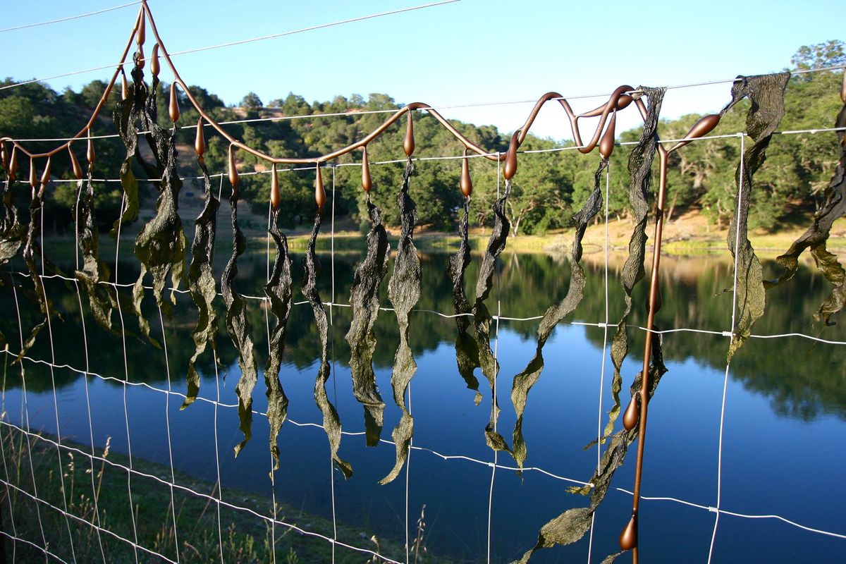 Edible & Medicinal Seaweeds of California: Weekend Workshop and Field Exploration (San Francisco Bay Area)