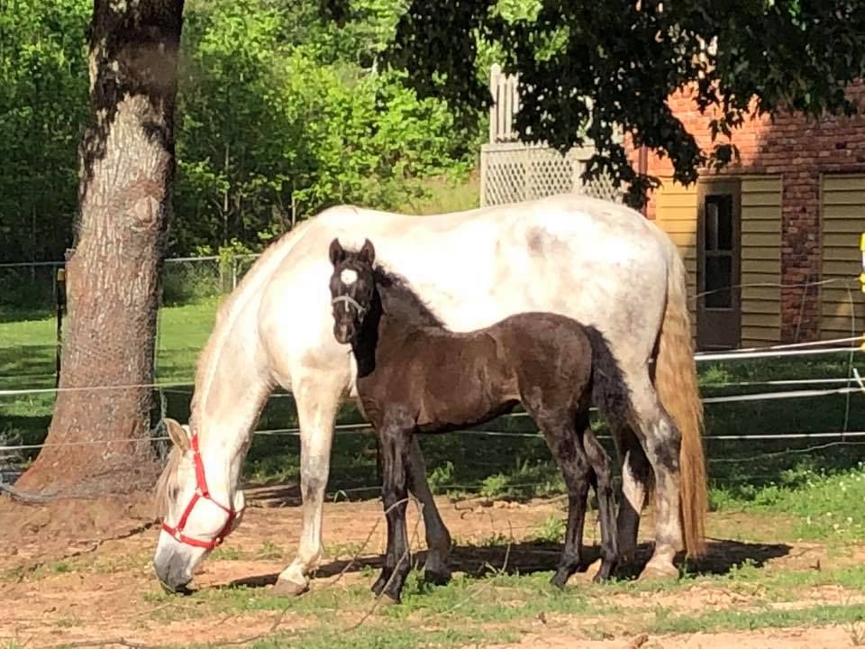 Horse Camp