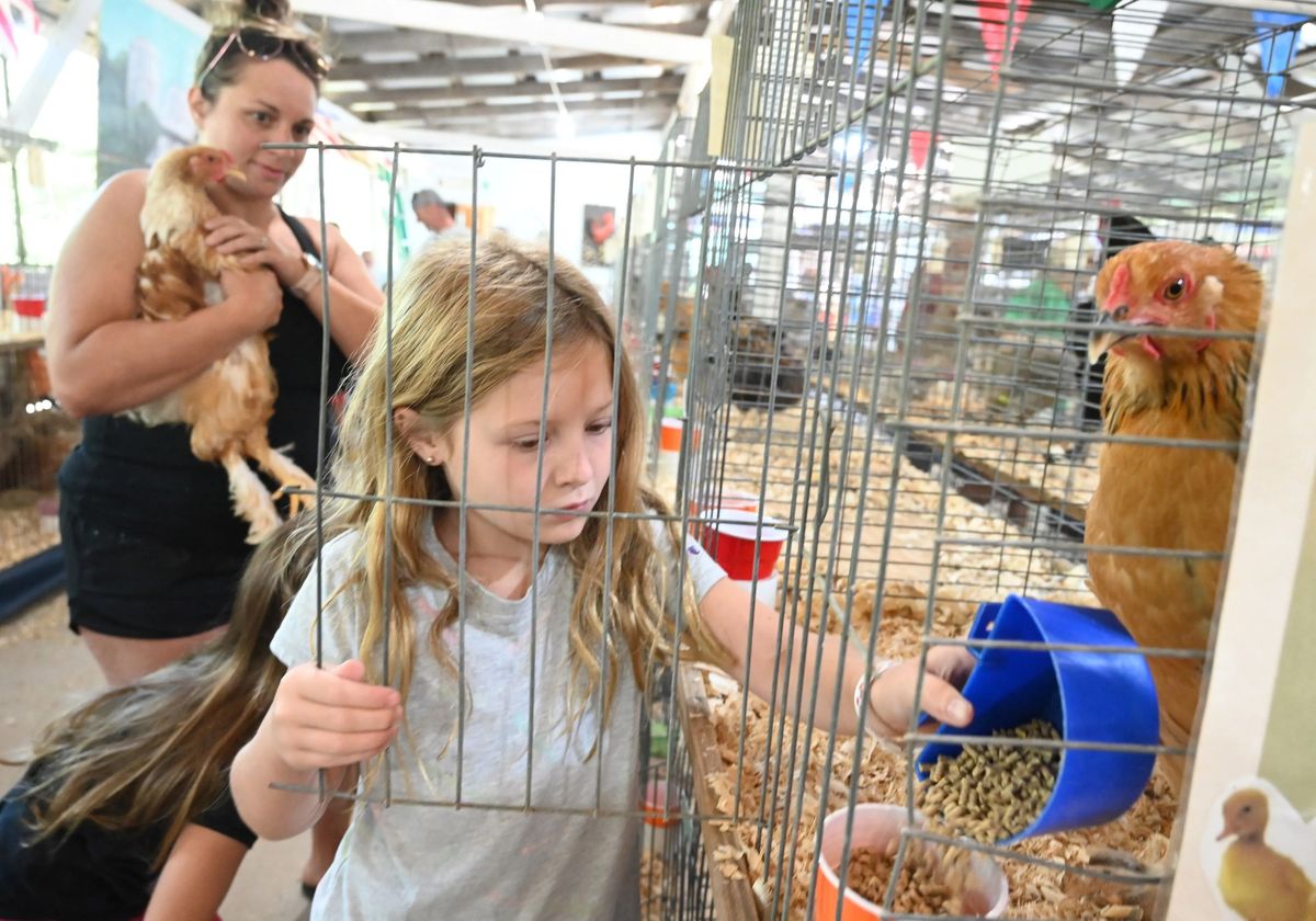 Poultry Showmanship Contest