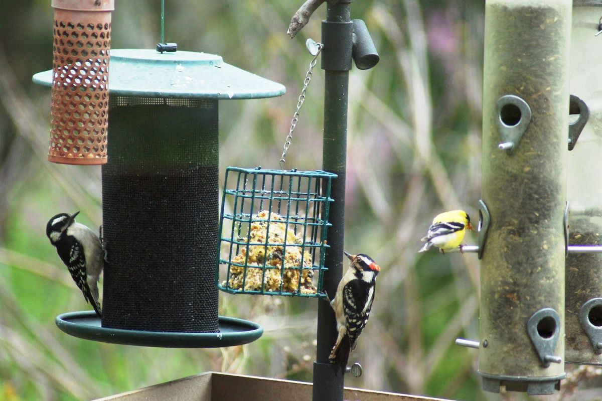 Great Backyard Bird Count (All Ages)