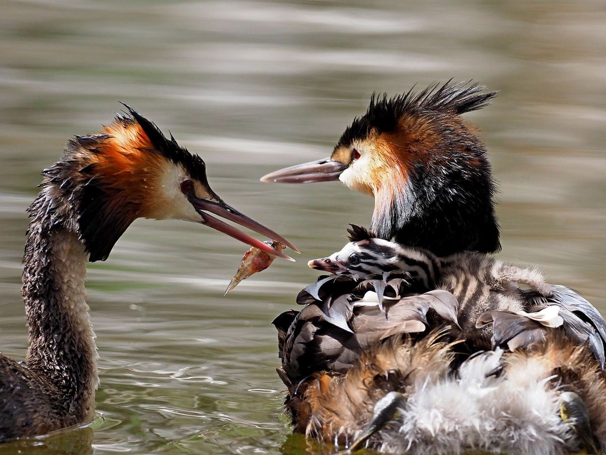 Herdsman Lake Bird Walk