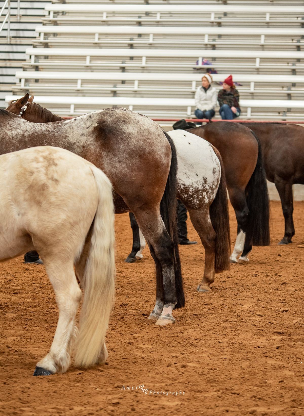 GHQHA Open All Breed Performance & Ranch Show