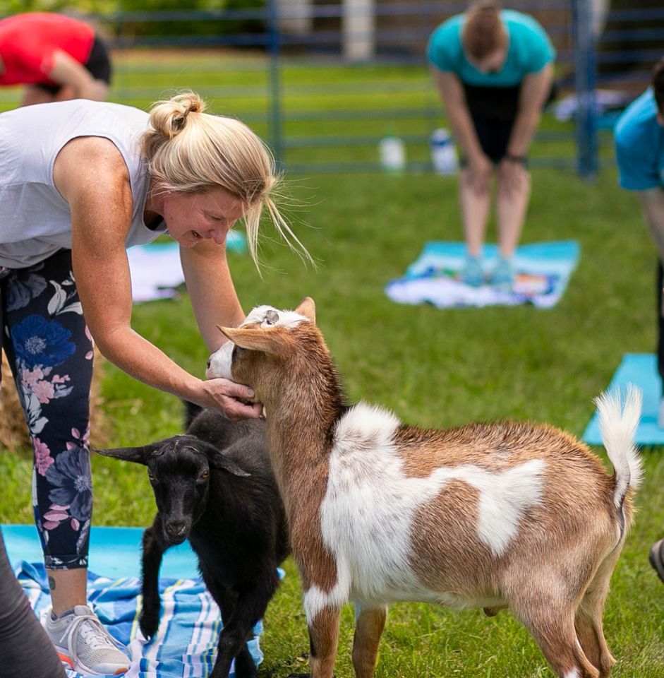 Goat Yoga