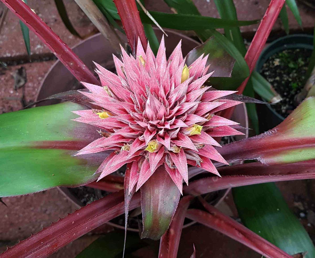 Annual Bromeliad Sale