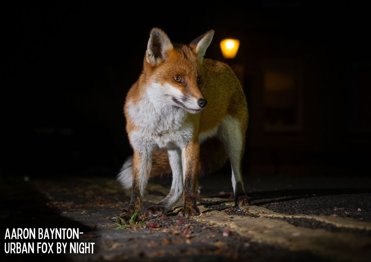 Cuan Wildlife Rescue Charity Pub Quiz