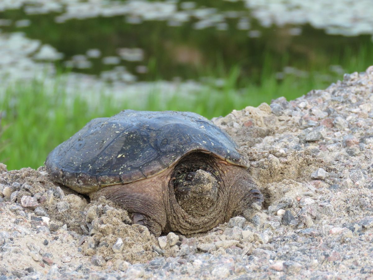 Egg-cellent Protectors: Helping Ontario\u2019s Turtles During Nesting Season