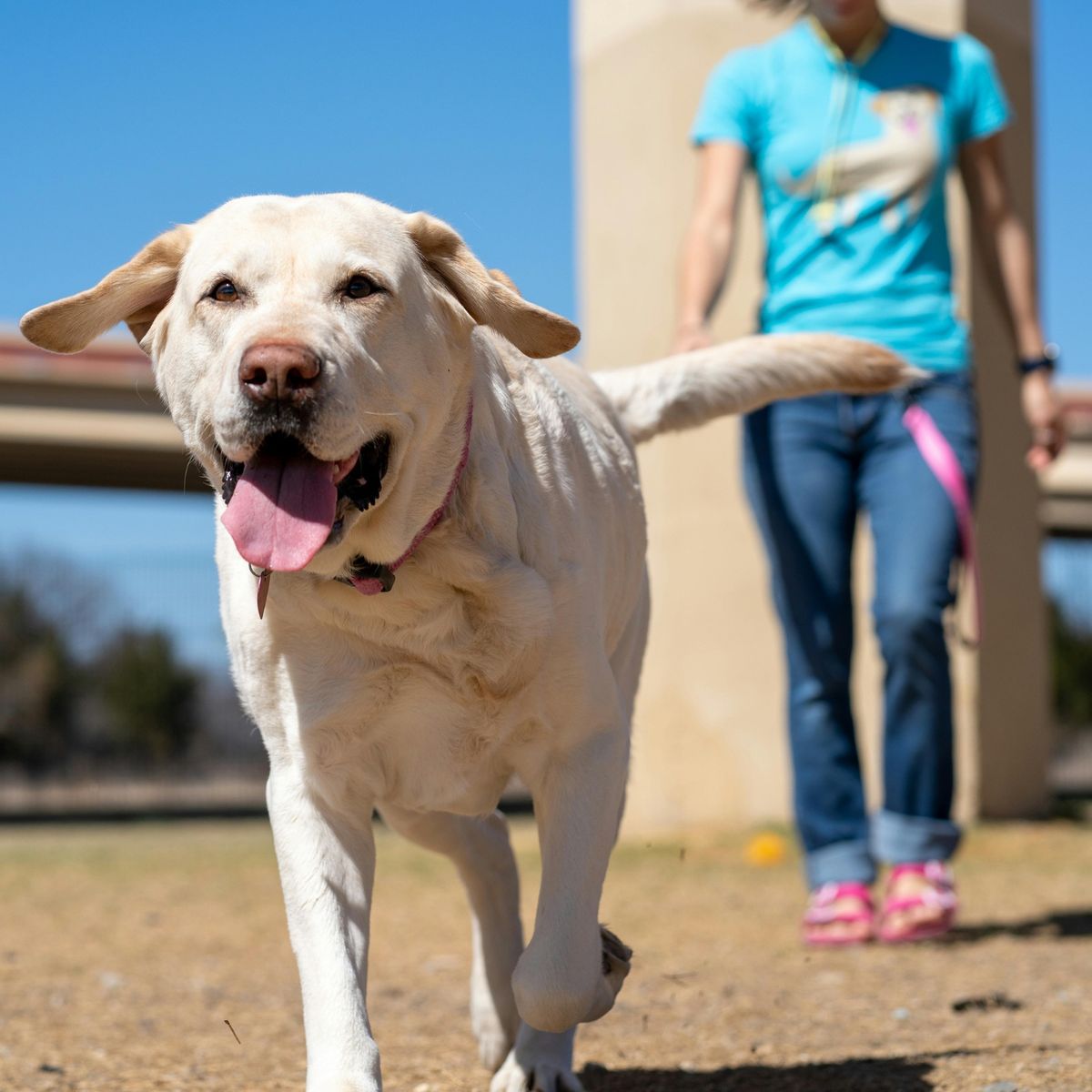 Butterwick Dog Walk