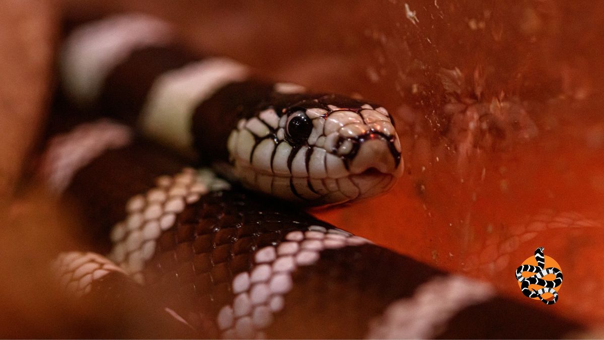 Sacramento Snake Festival