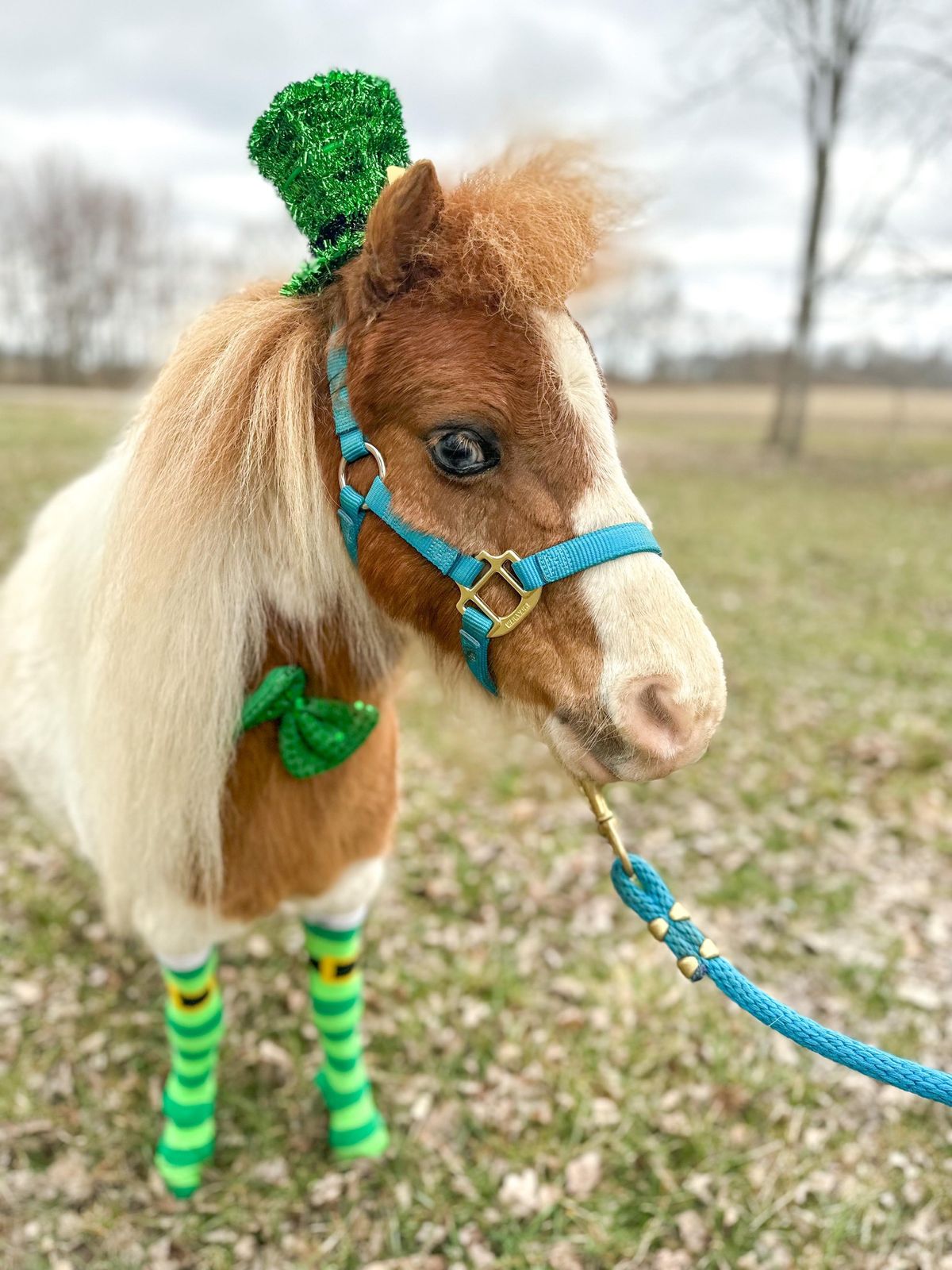 St. Patrick's Wrangler Leprechaun Meet & Greet