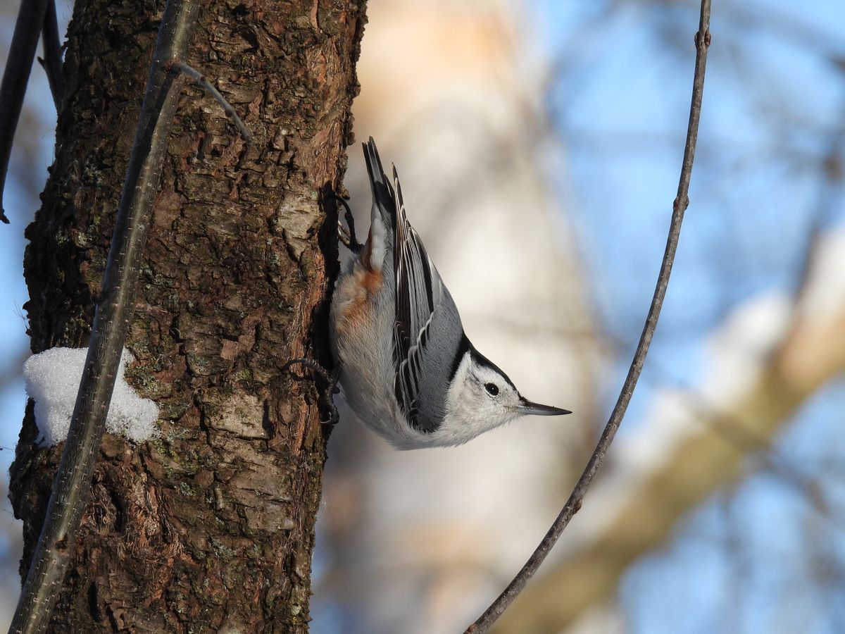 Winter Bird Walk for Beginners