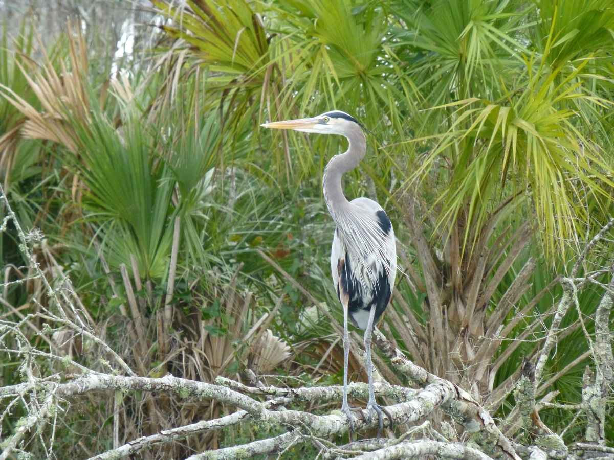 Guided Kayak Trip on the Homosassa River 