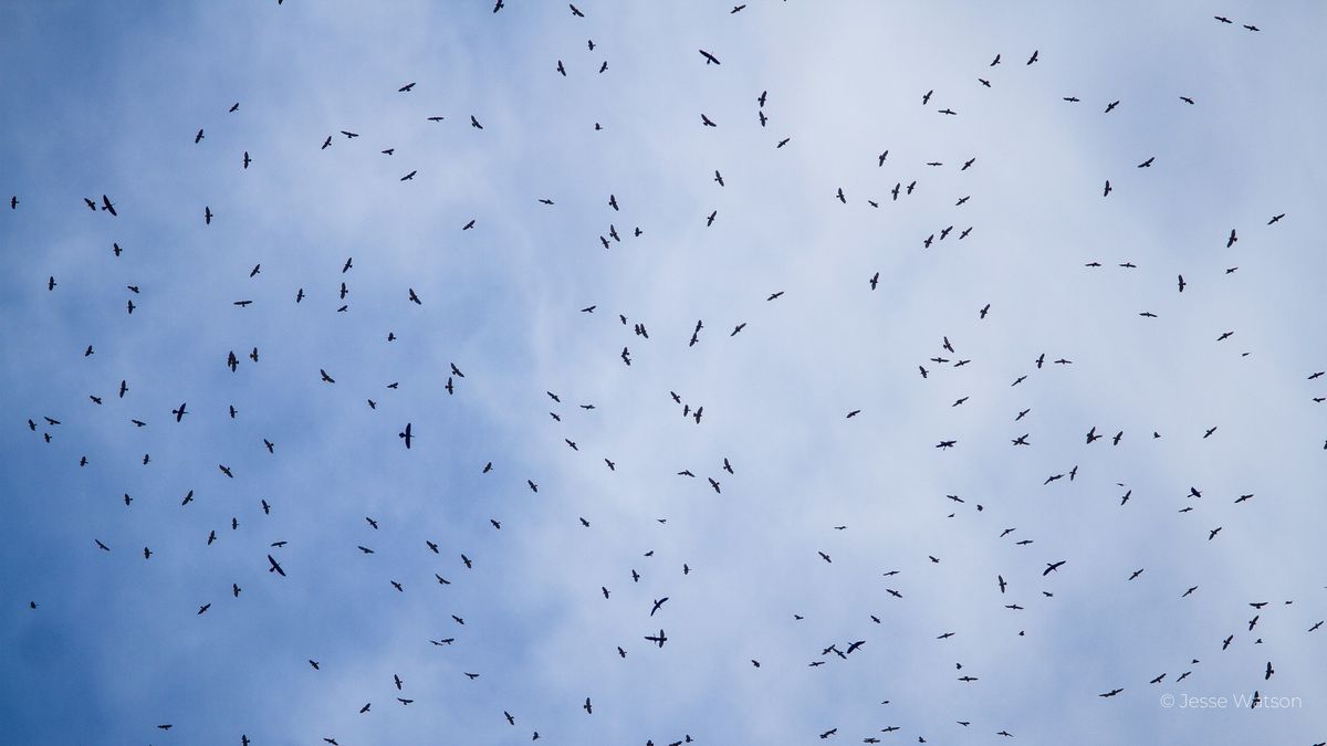 The Magic of Migration in Corpus Christi