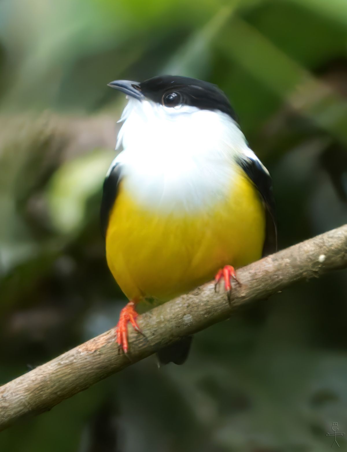 January NAAS Program Meeting--Birds of Costa Rica