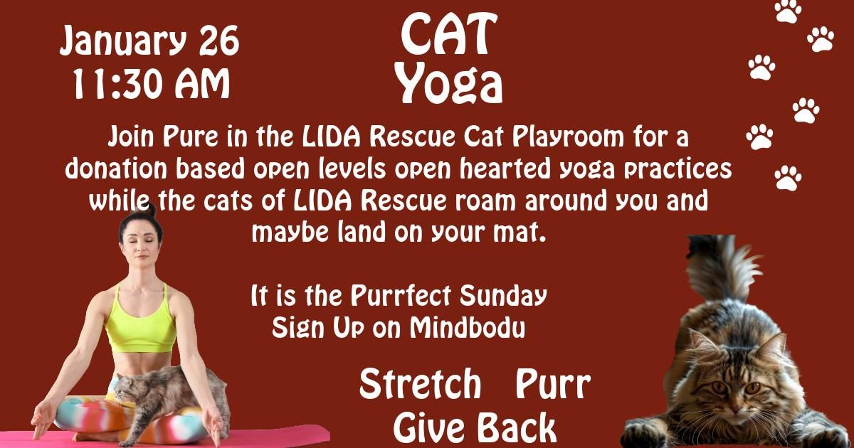 Cat Yoga at LIDA RESCUE