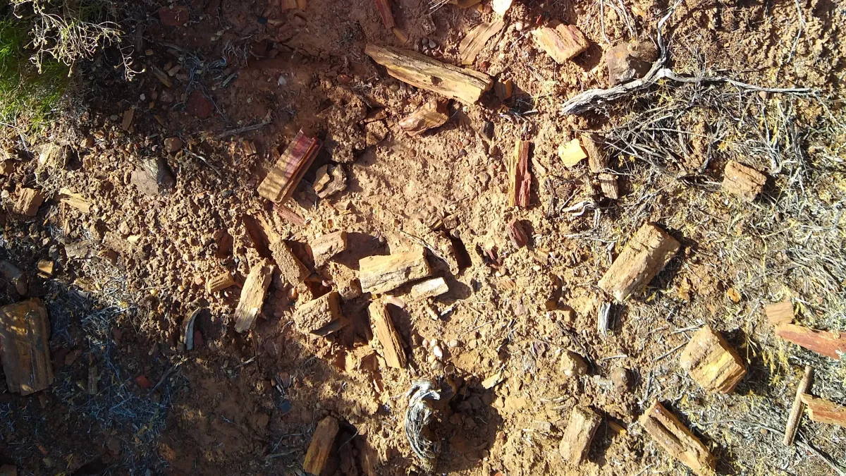 Black Friday Utah Fossil Hunt!