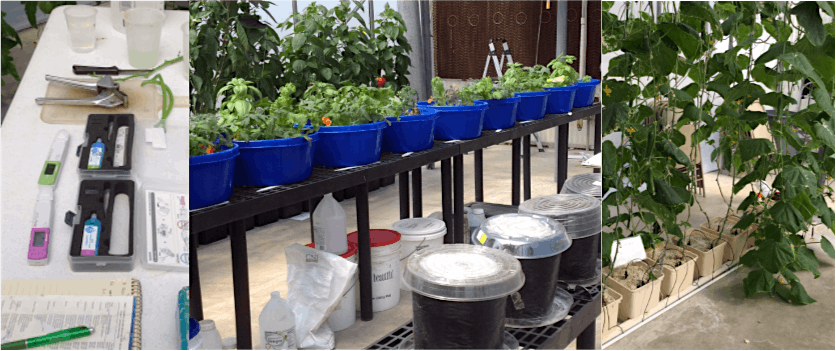 Hydroponic Vegetable Nutrient Management