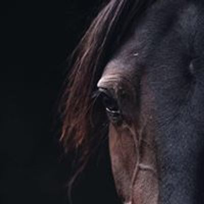 All About Equine Animal Rescue