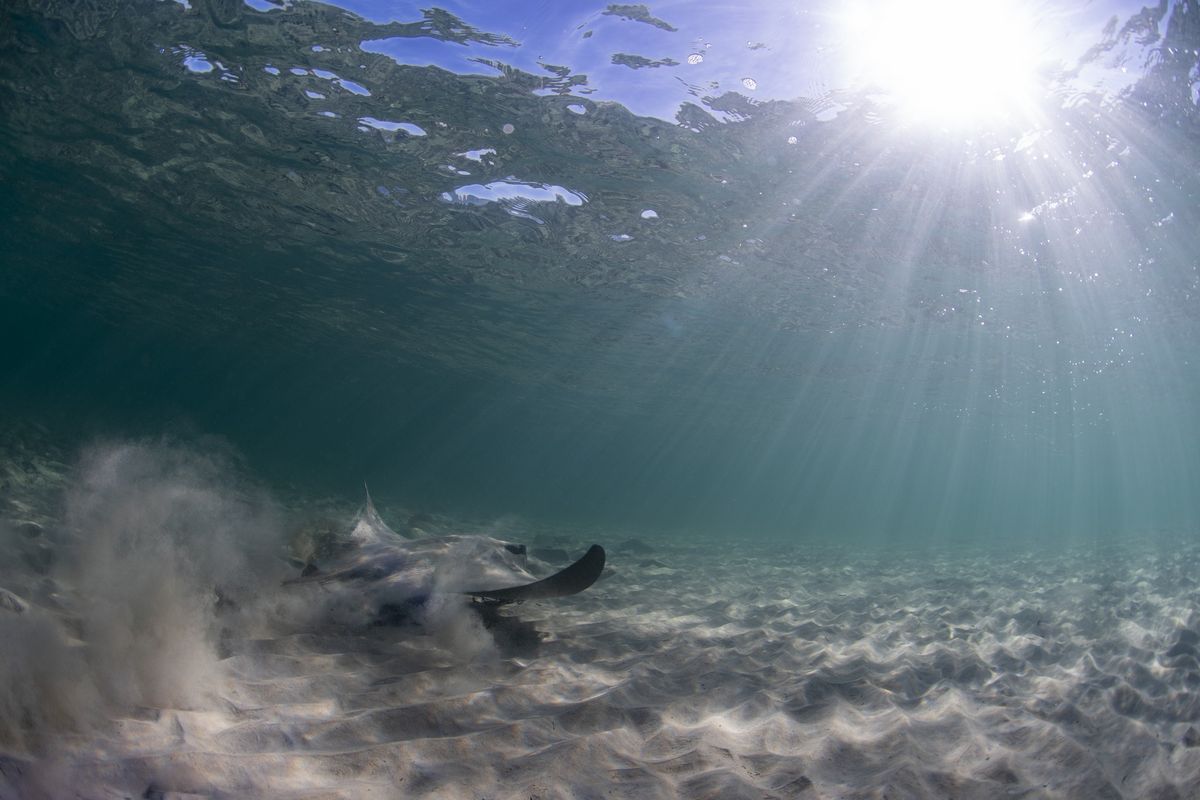 Marino Rocks Community Snorkel - 9th February